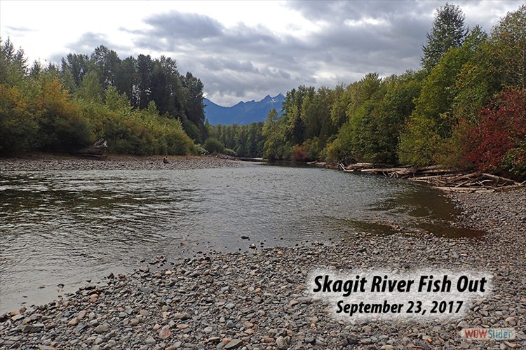 Skagit River Fish Out